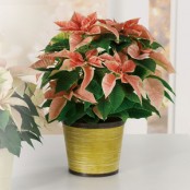 Poinsettia Special