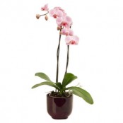 Plant orchid